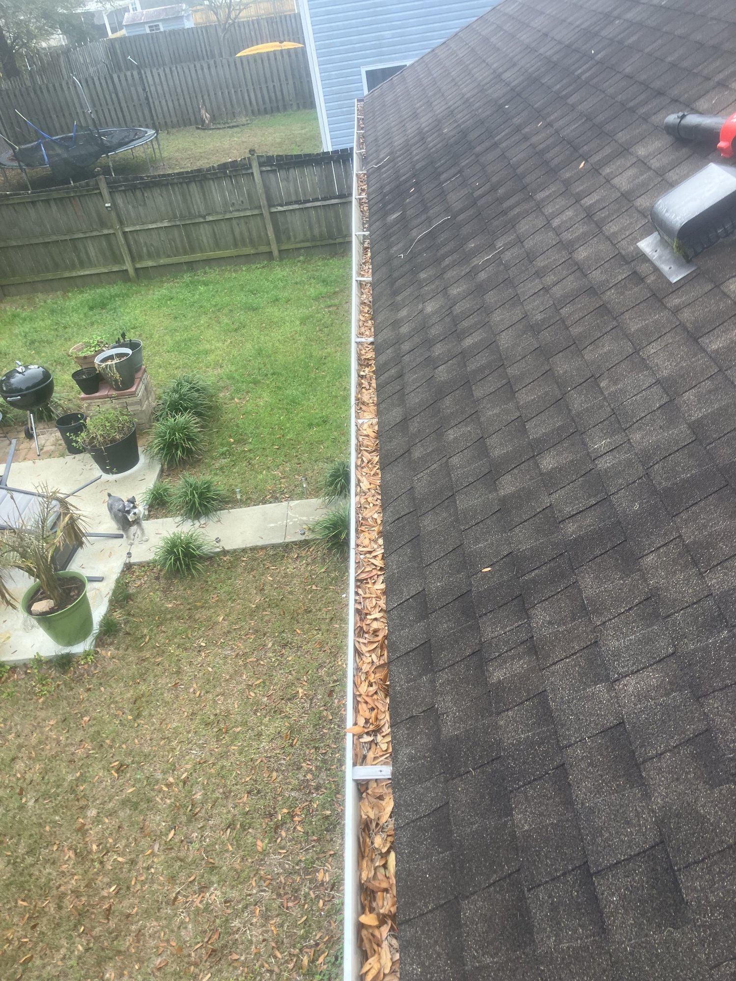 A shingle roof and gutter full of leaves, photographed from the roof.